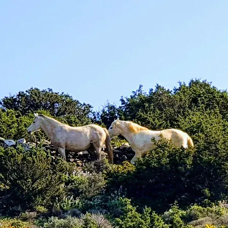 Anassa Cycladic Village Galissas