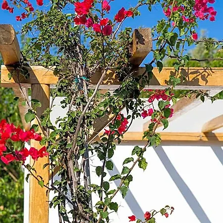 Anassa Cycladic Village